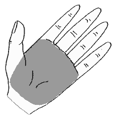 palm image